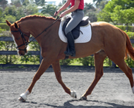 West Wind in Florida, ridden by Kaitlin Spurlock